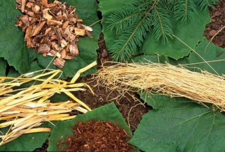 The Best Mulch Types for Your Seasonal Garden Image